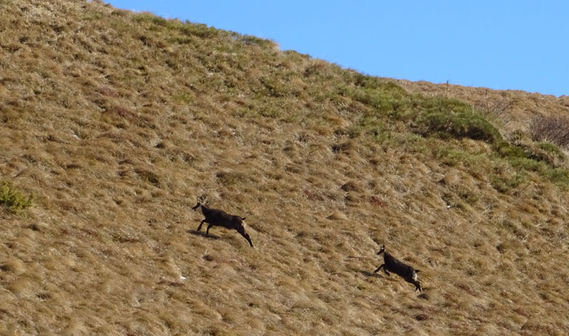 Rupicapra rupicapra.....dal Trentino Alto Adige